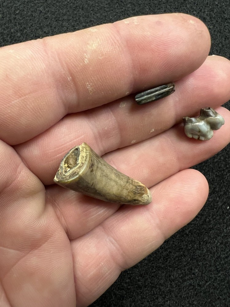 Fossil Mammal Teeth From Mississippi