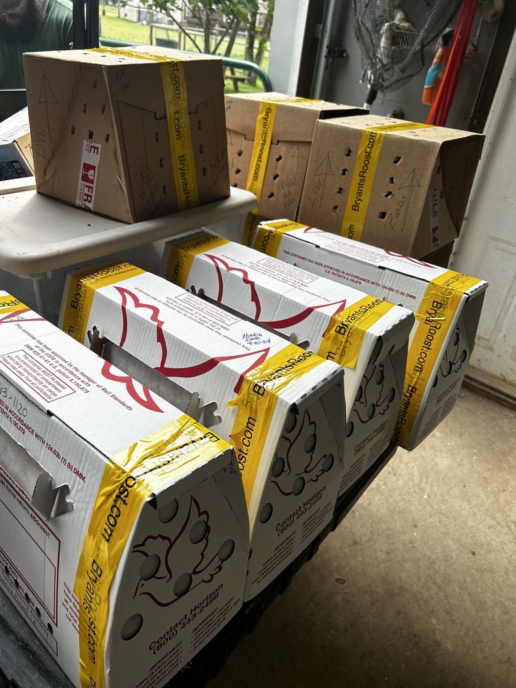 Breeder Live Shipping Boxes---FREE Shipping