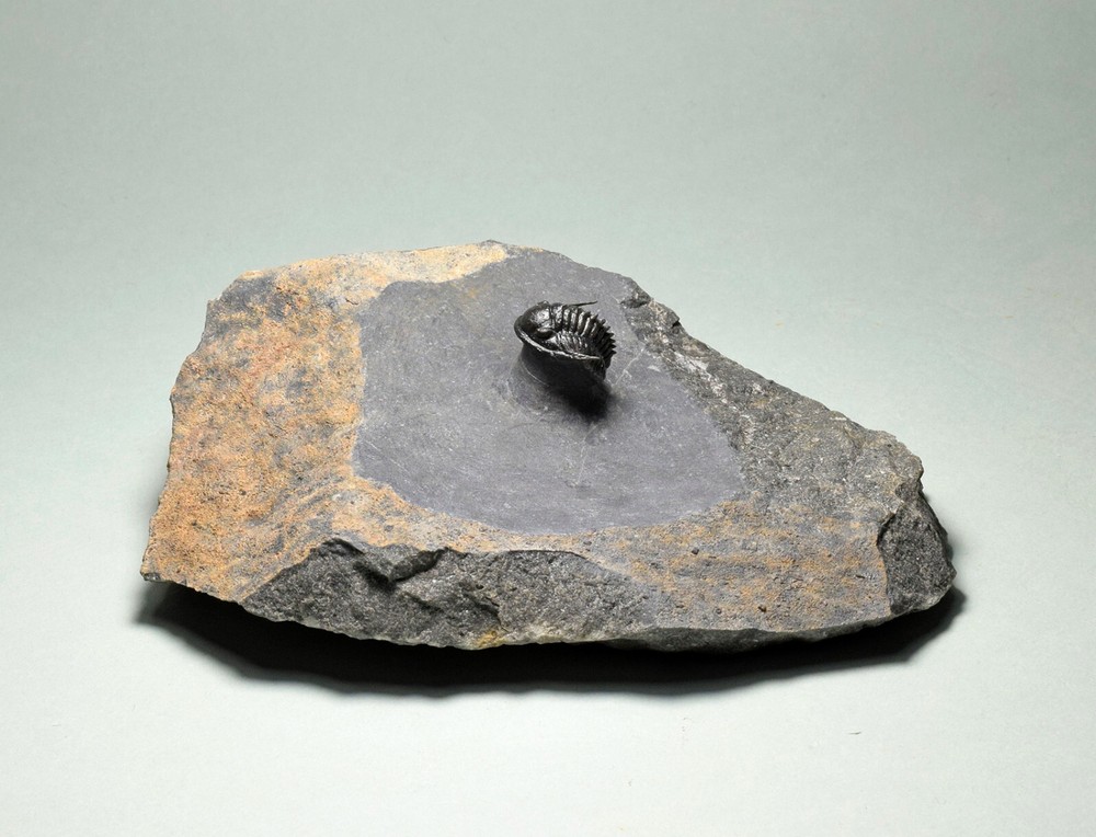 Rare trilobite Phaetonellus