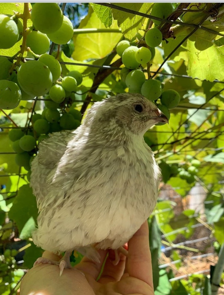 48 Celadon Blue Coturnix Quail Hatching Eggs - 100% BLUE
