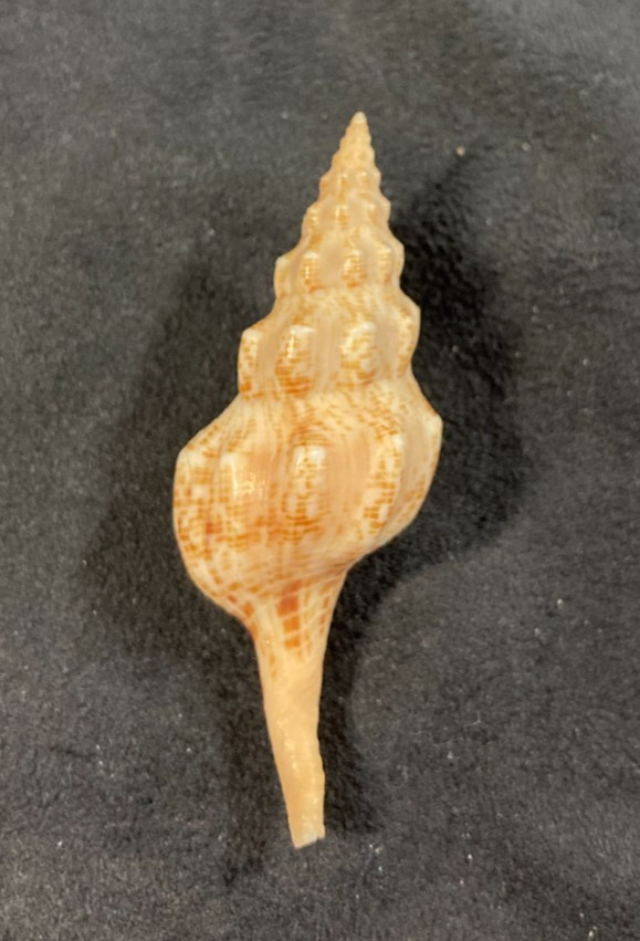 BUCCINIDAE Euthria walleri 55.1mm Olango Isl., Philippines 2015