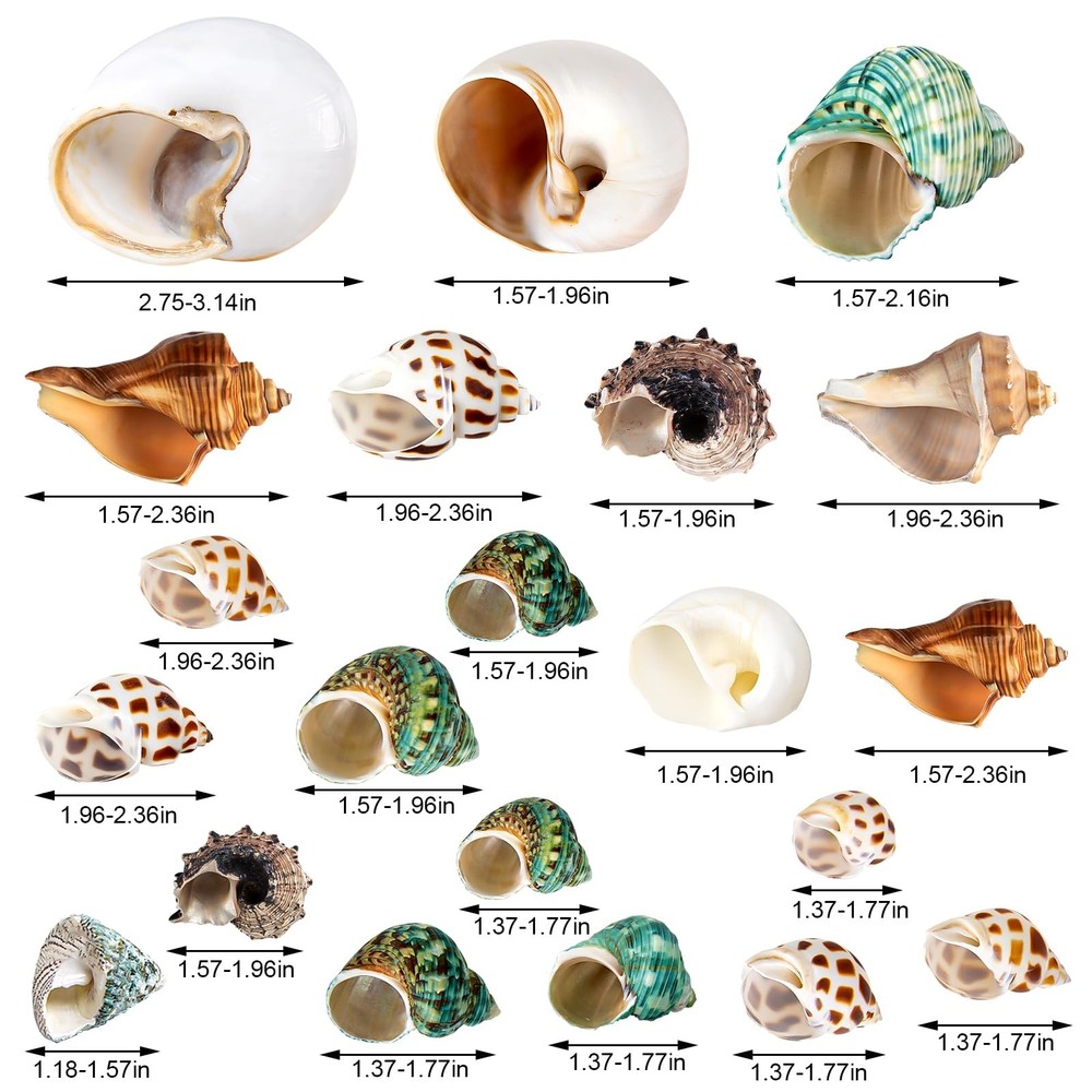 Assorted Natural Hermit Crab Shells 21PCS | 1.3-3.2 Sizes for Crabs