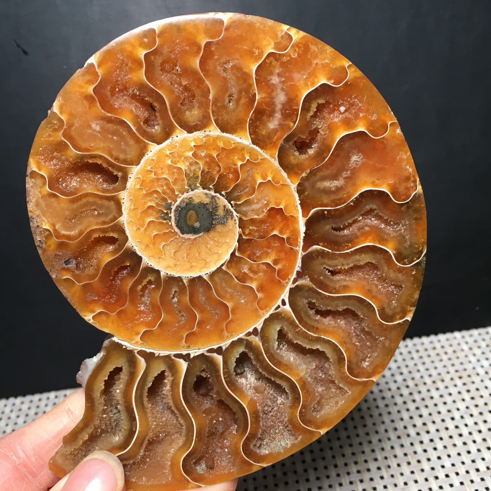 184g 1pc Split Carving Home Decoration Specimen Shell Healing md3746