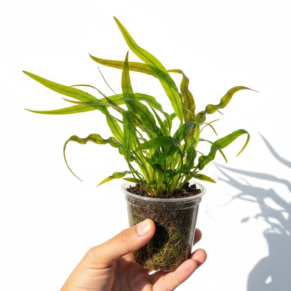 Jungle Valisnaria Asiatica Contortion Bunch
