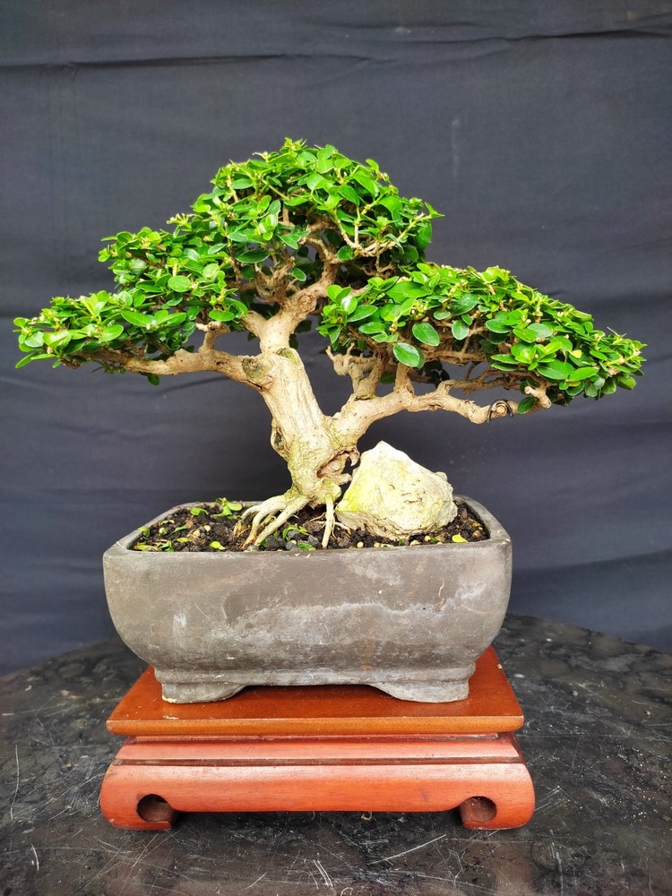 Tree Premna Microphylla Living Tree Bonsai Tree
