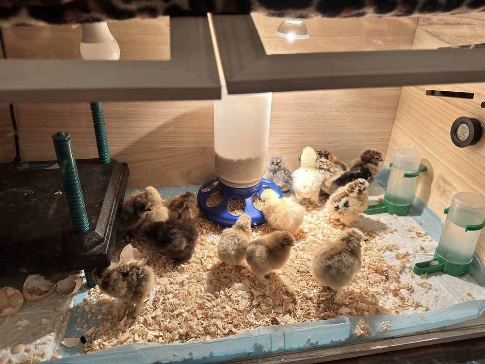 **SALE**   3 Fertile Bantam Pure Silkie Chicken Hatching Eggs, Multiple Colors