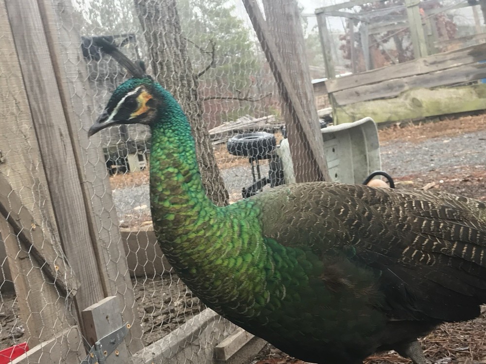 3 Java Green Purple Spaulding hatching eggs.
