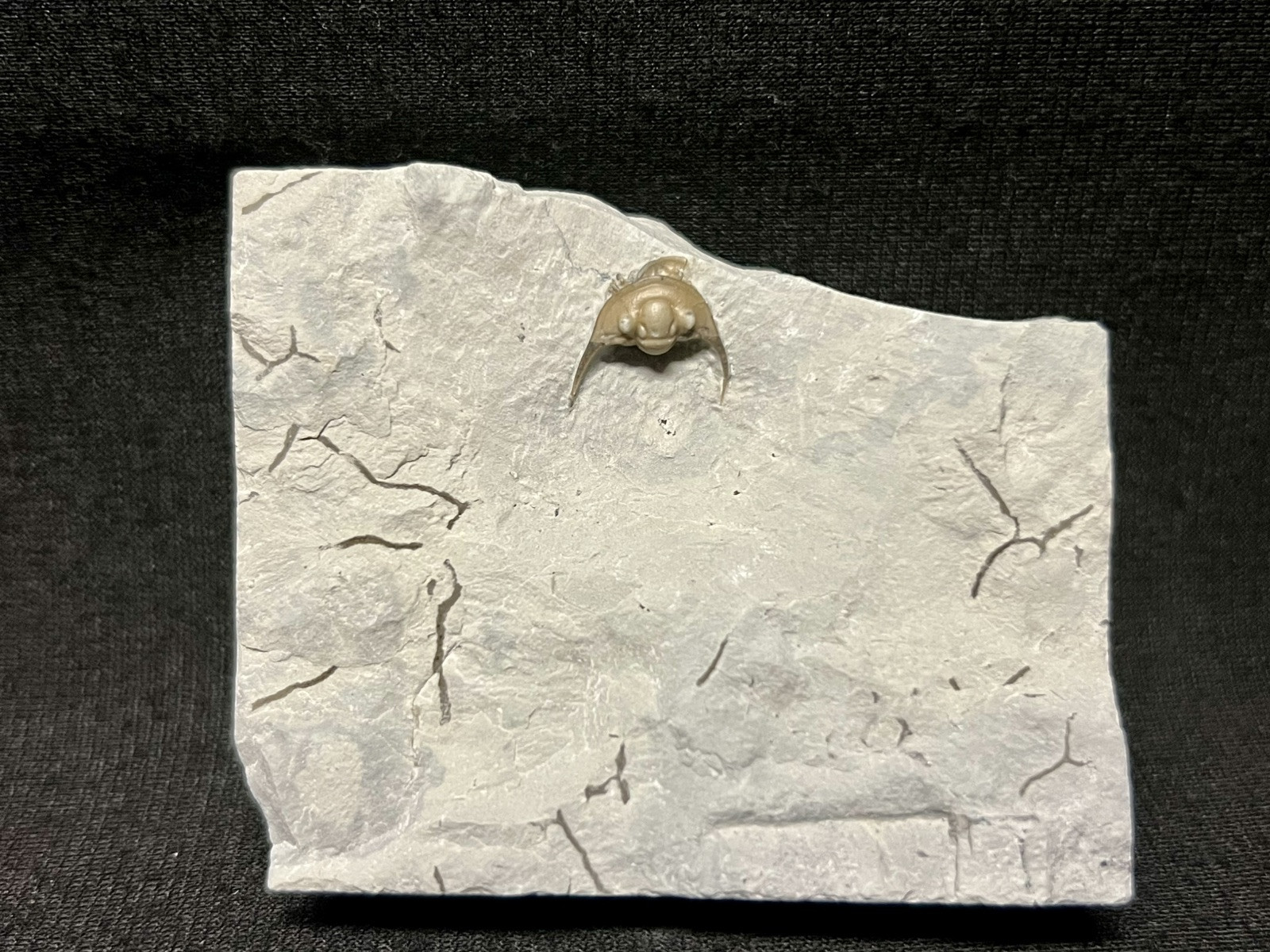 Trilobite-Absolute Stunning Enrolled Maurotarion from Indiana-Fossils Crinoid