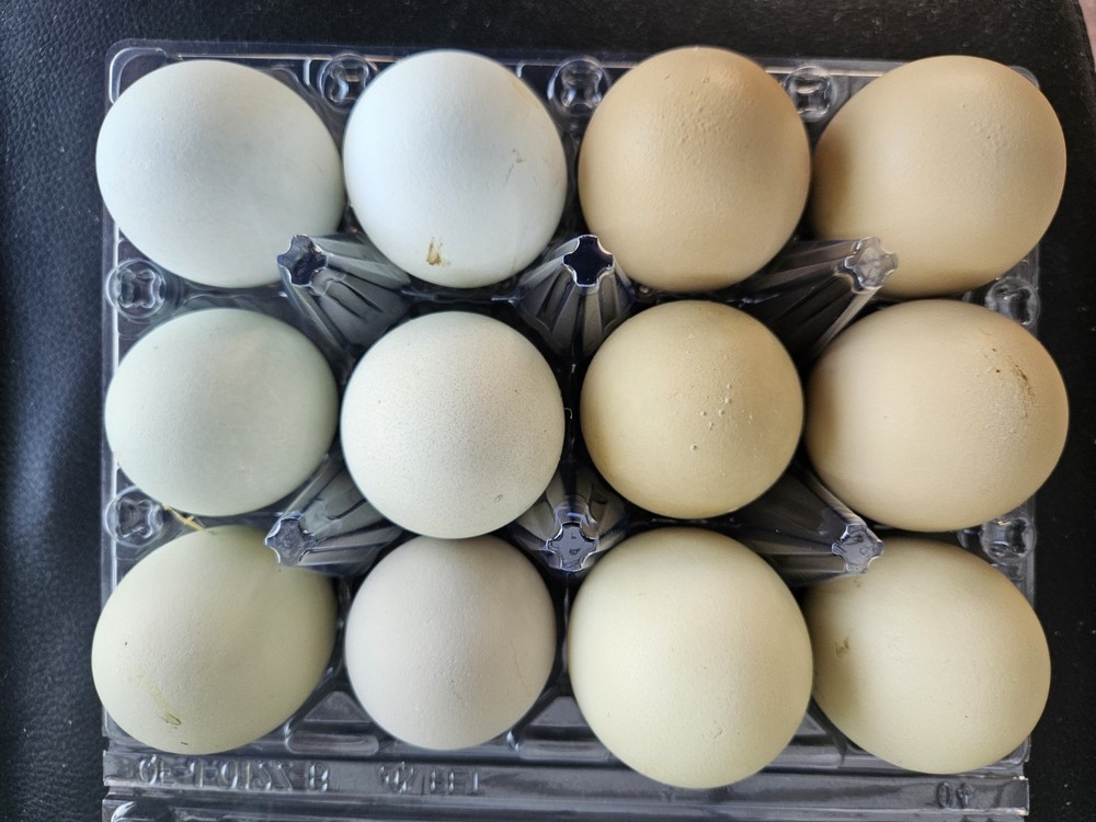 Barnyard Mix Fresh Hatching Eggs From Free Range Chickens