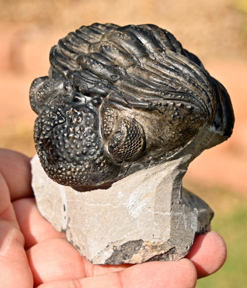 Trilobite Fossil, Drotops, from Morocco #2