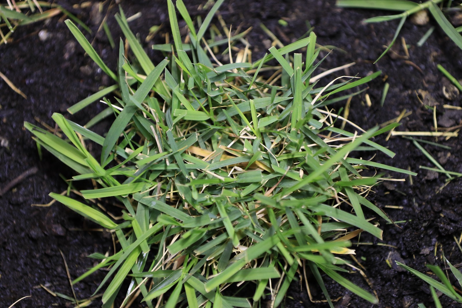 Zoysia Grass Plugs TWO TRAYS = 100 Plugs FREE SHIPPING Order Zoysia Lawn Now