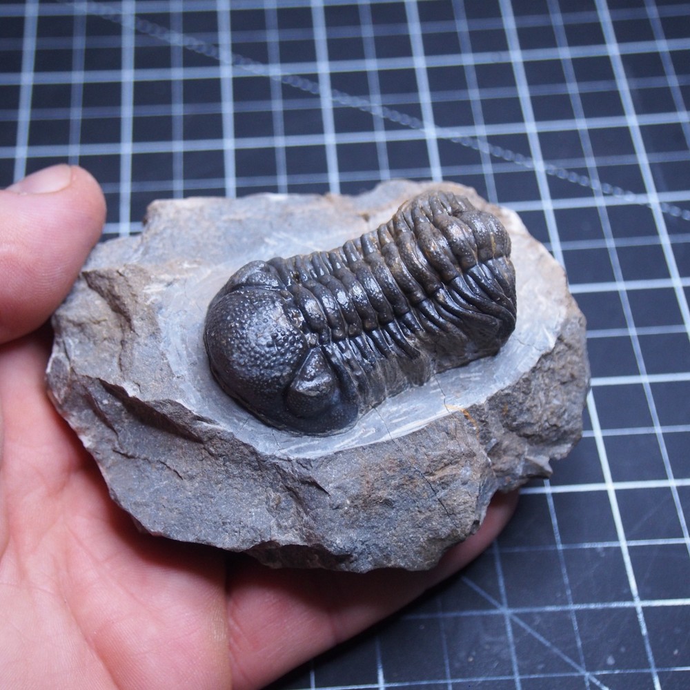 Morocops Trilobite Devonian Trilobiten Arthropods