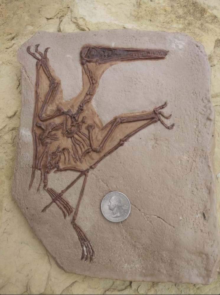 Fossil Dinosaur Pterodactyl in Solnhofen Limestone Specimen - Replica