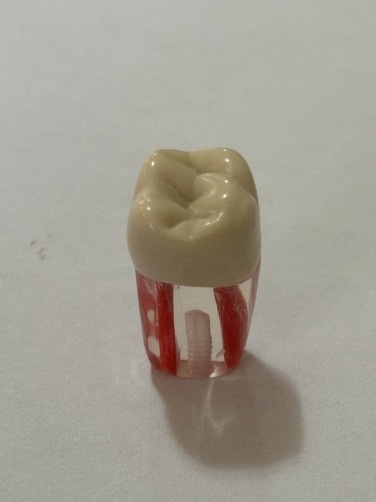 Endo Tooth #26 For ADC MODEL (3 Pack)