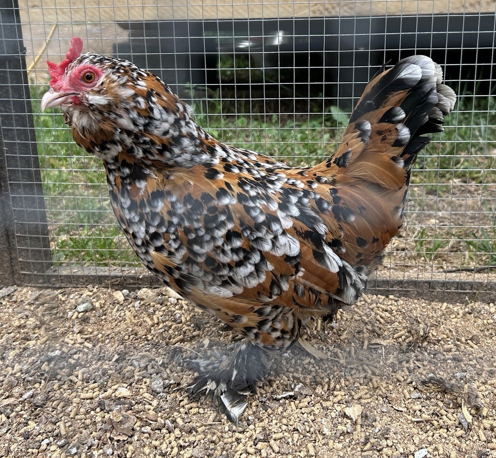 Belgian Bearded Mille Fleur D’Uccle Hatching Eggs 6 Plus 1
