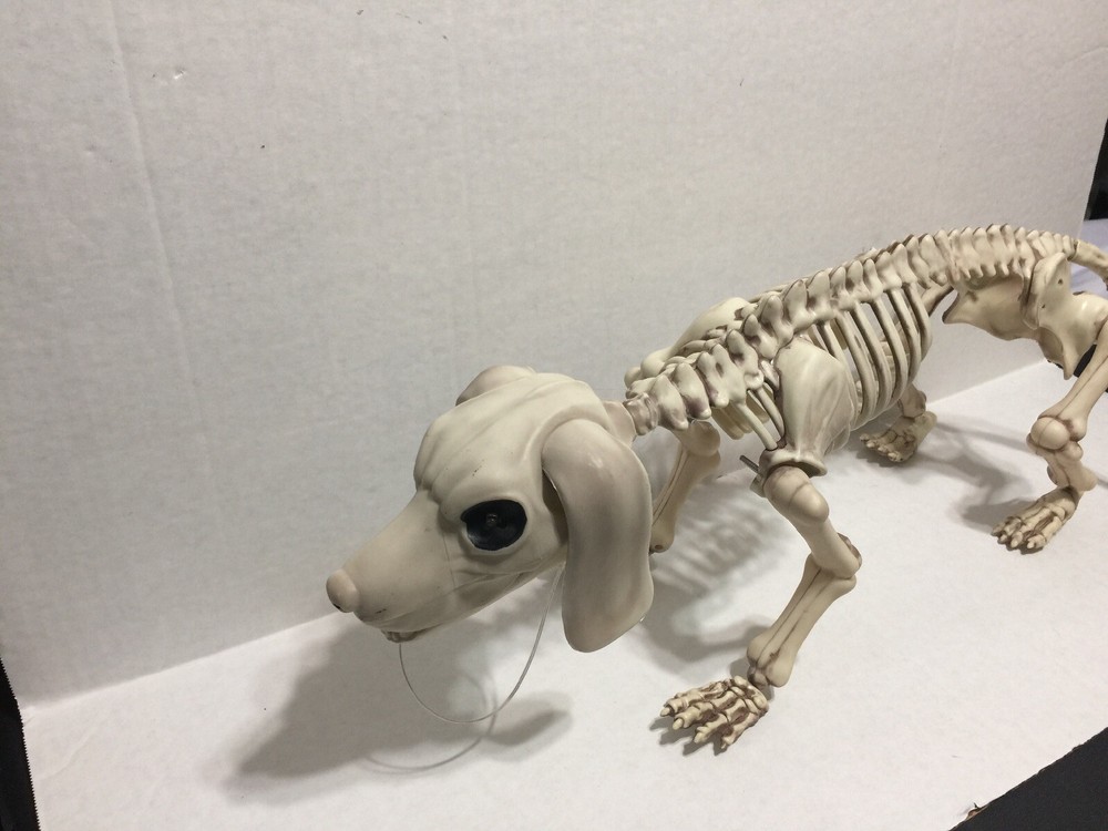 Canine Skeleton Figure
