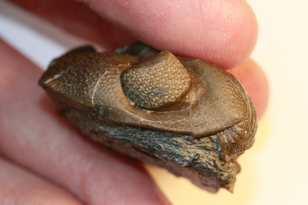 Eldredgeops rana from Paulding, Ohio