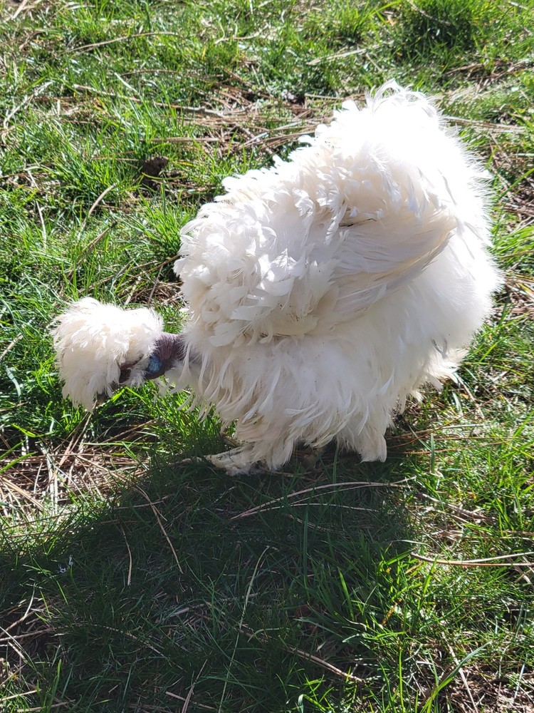 10+ BEAUTIFUL Silkie Hatching Eggs .