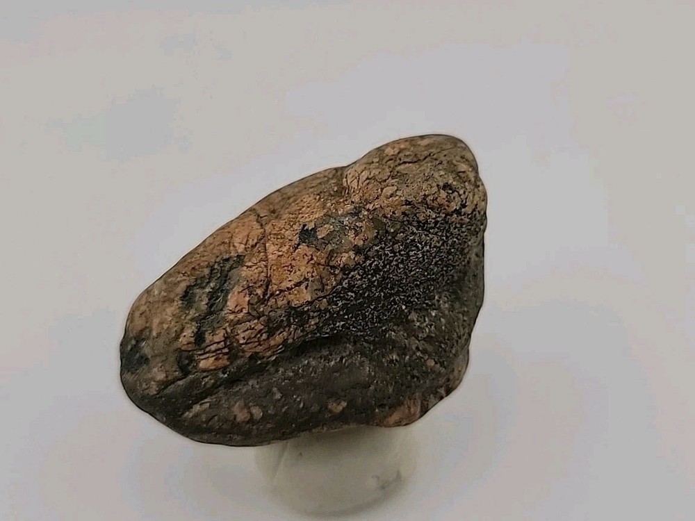 Real Permineralized Bird Egg Fossil