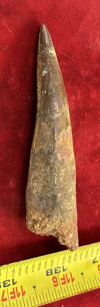 Authentic 4” Spinosaurus Tooth Fossil