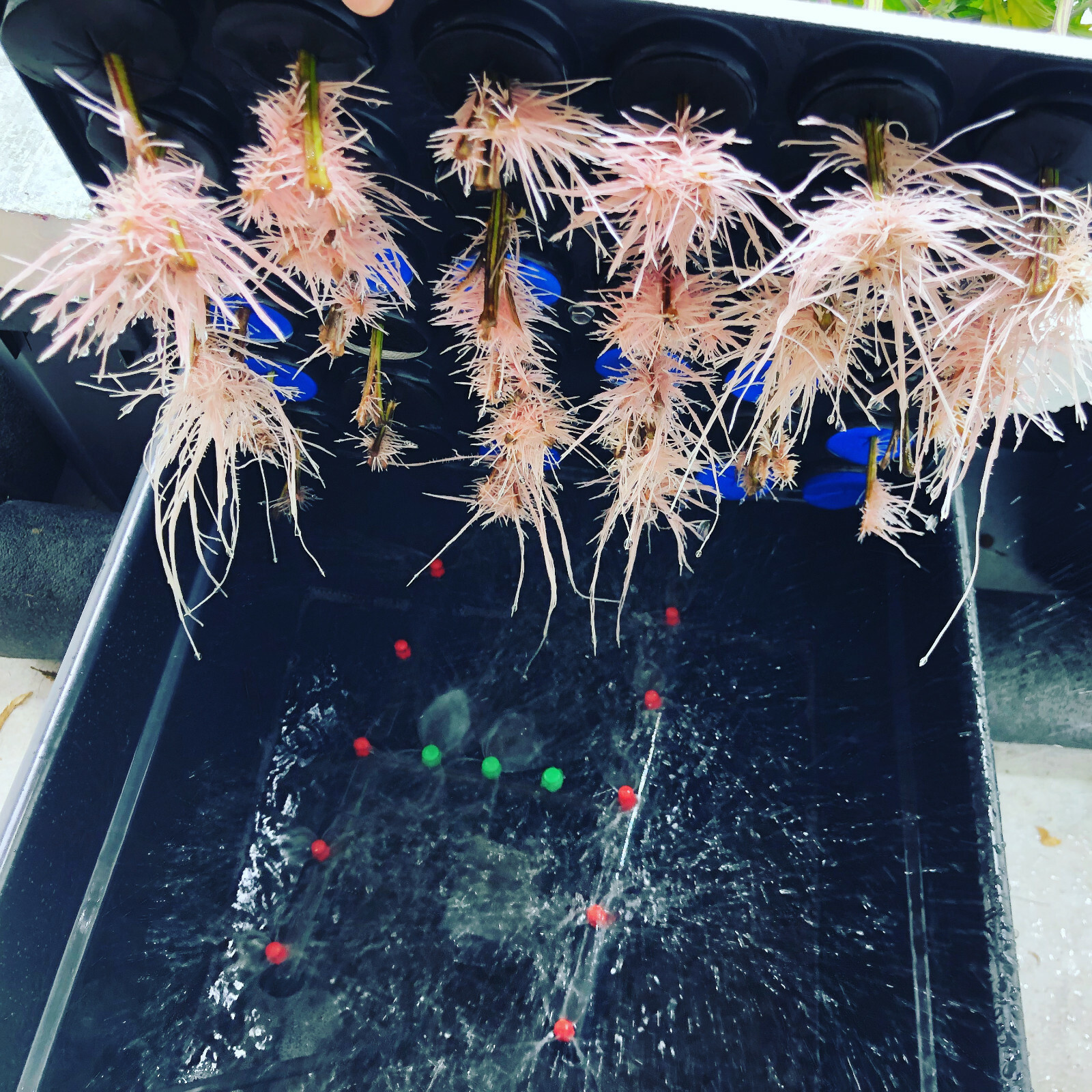 THE CLONE KING 64 SITE AEROPONIC PLANT CLONING MACHINE CLONE CLONER CLONING HYRO