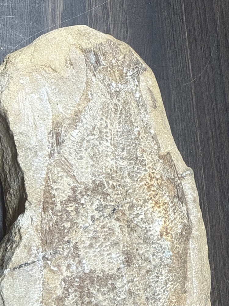 Unique Flounder Type Flat Fish Fossil Specimen