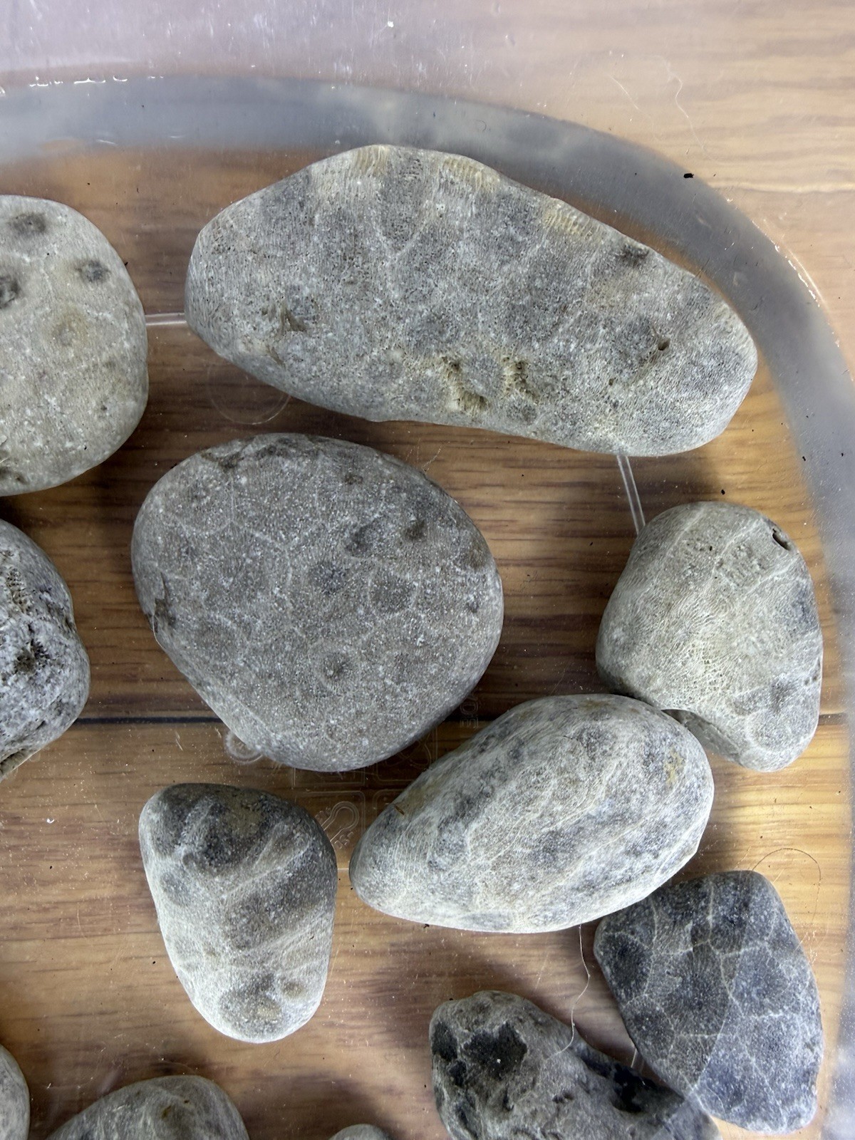 Lot 12 Petoskey Stones Unpolished 1 Lb Lake Michigan Coral Fossil Craft Jewelry