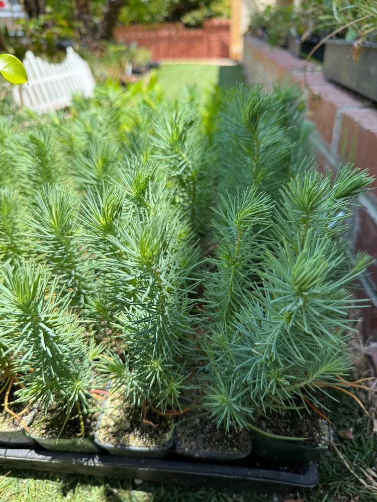 Stone Pine Live Tree (Pinus pinea) - 2.5 Inch Pot