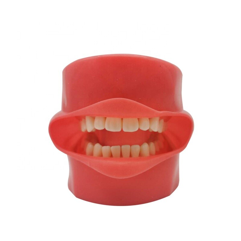 Teeth Model Silicone Mask with 28pcs Screw Fixed Teeth for Phantom Head Model