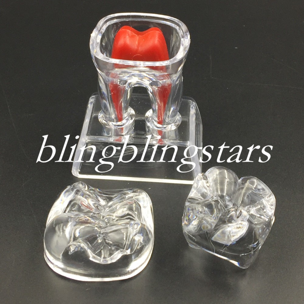 Dental Crystal Base Hard Plastic Removable Teeth Tooth Molar Model Study Supply