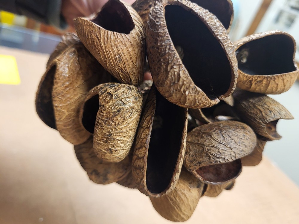 Toca Percussion Seed Shaker Instrument