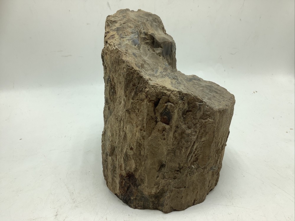 Petrified Wood 5Lbs 14oz