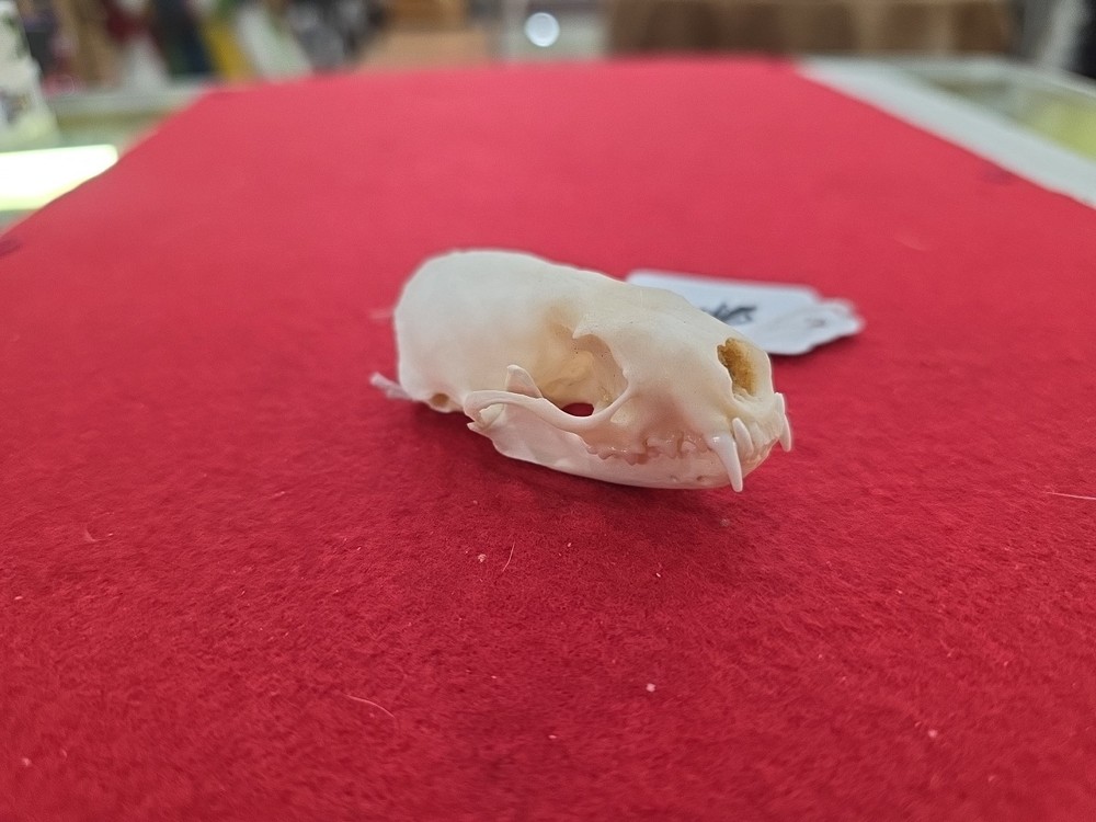 BSK21 Mink Skull Taxidermy