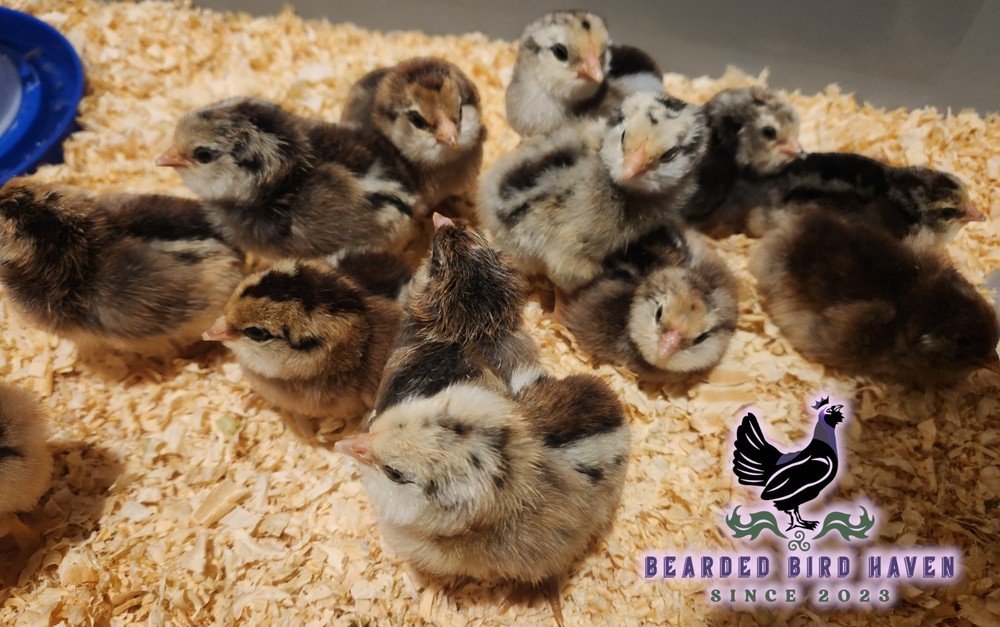 Easter Egger Hatching Eggs X6 (NPIP Certified: AI/PT Clean) + EXTRA