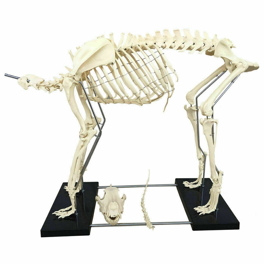 Canine Skeleton model Standard Size Dog Display Lab Study Veterinary Teaching