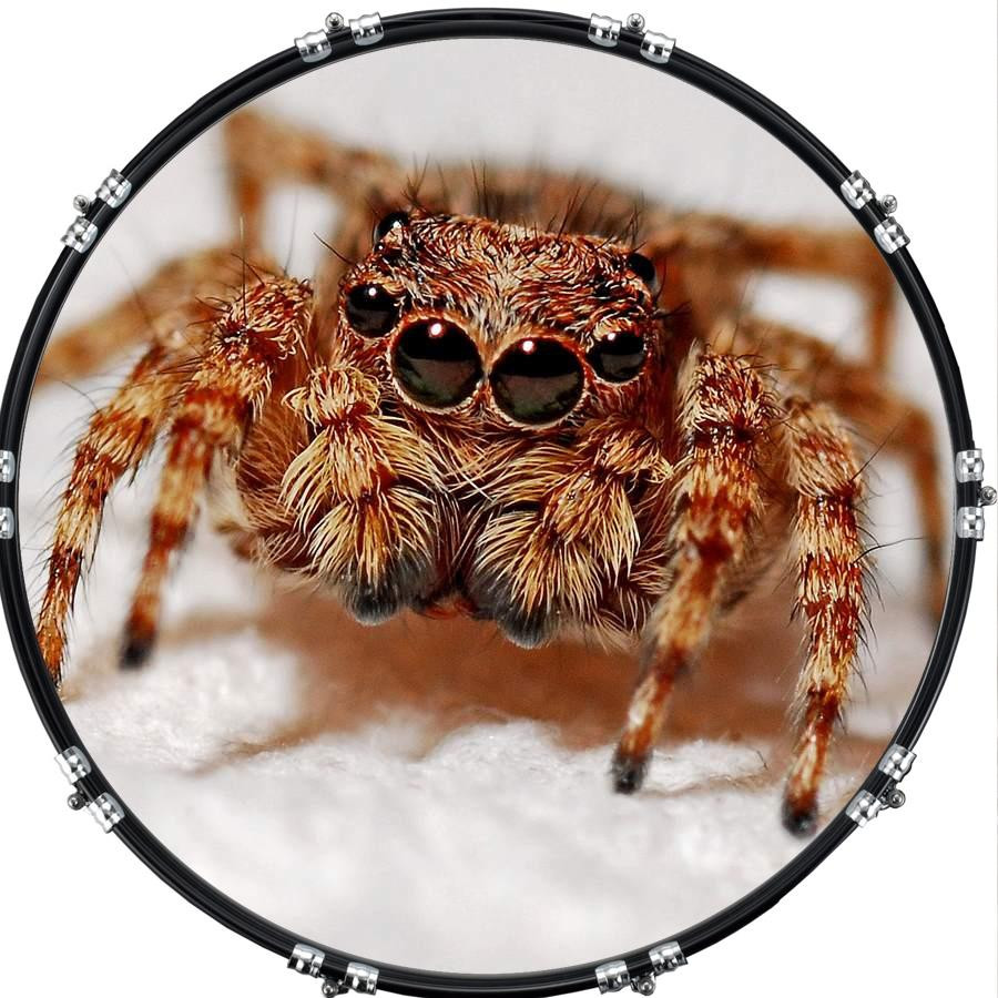 20" Custom Bass Kick Drum Front Head Graphic Graphical Spider 7