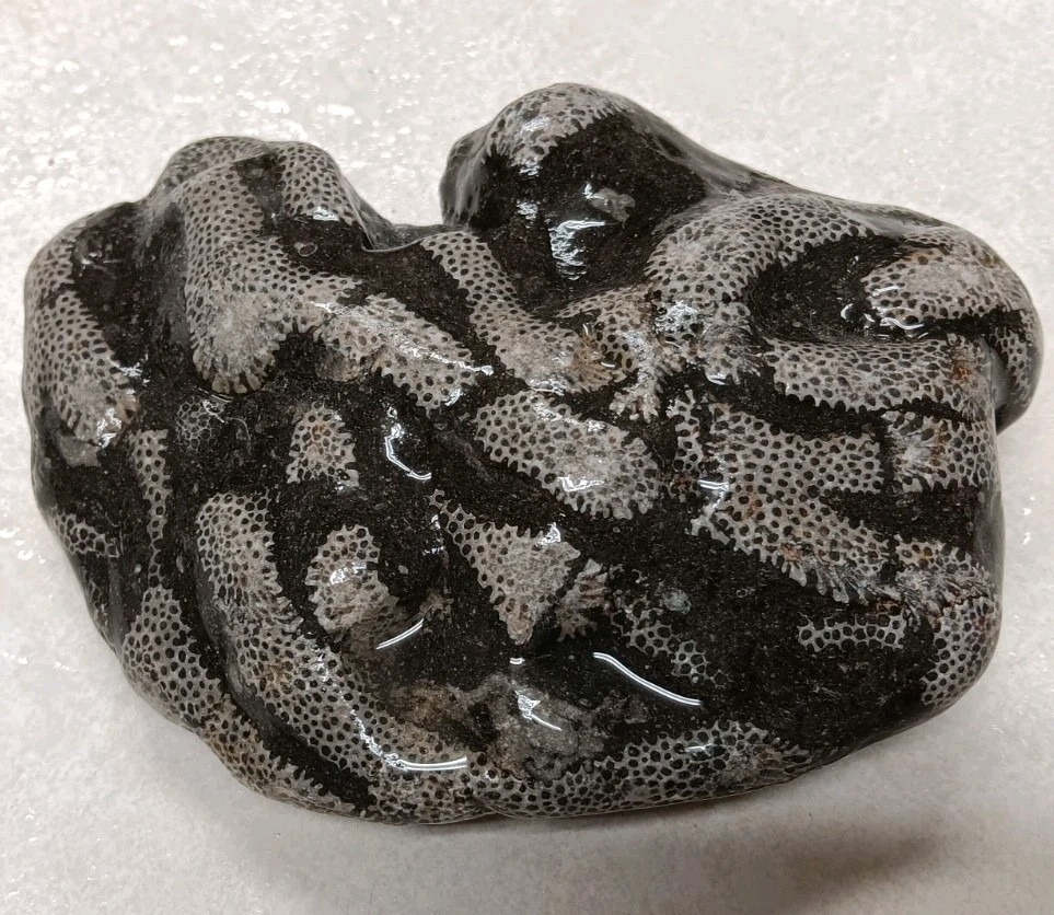 Michigan Cladopora 1 lb 9 oz Natural Display Specimen Ancient Devonian Fossil