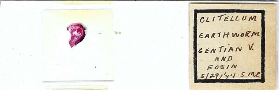 Clitellum Earthworm Microscope Slide