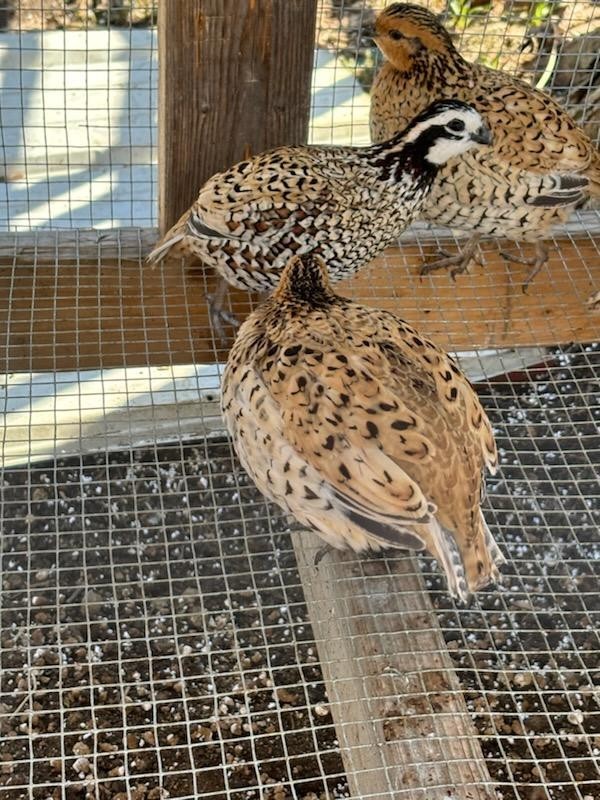 12 Mexican Speckled Bobwhite Quail Hatching Eggs