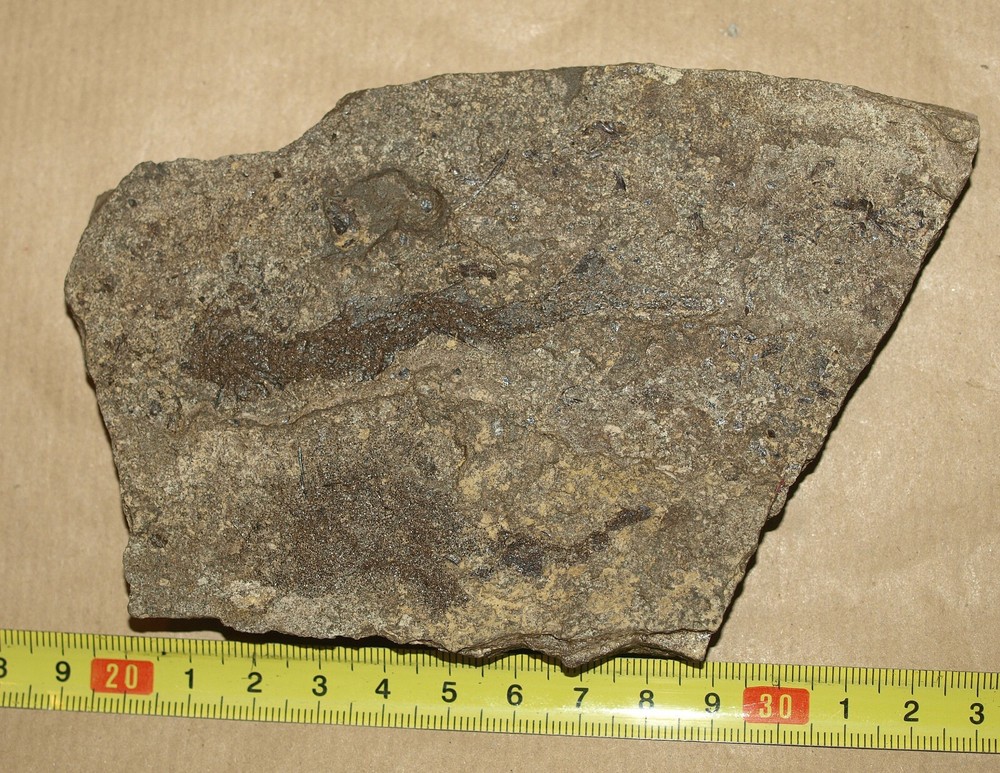 PAIR Paleozoic "Spiny sharks" -Acanthodes lopatini