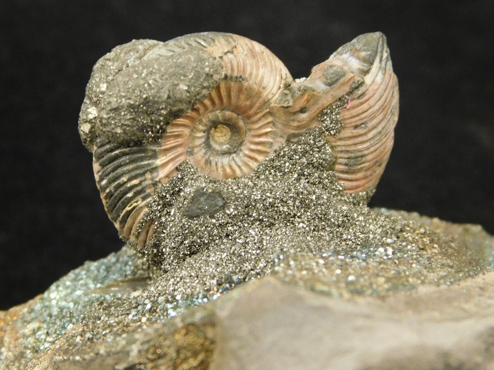 IRIDESCENT AMMONITE Fossil on Rainbow PYRITE! Volga River Saratov Russia 68.8gr
