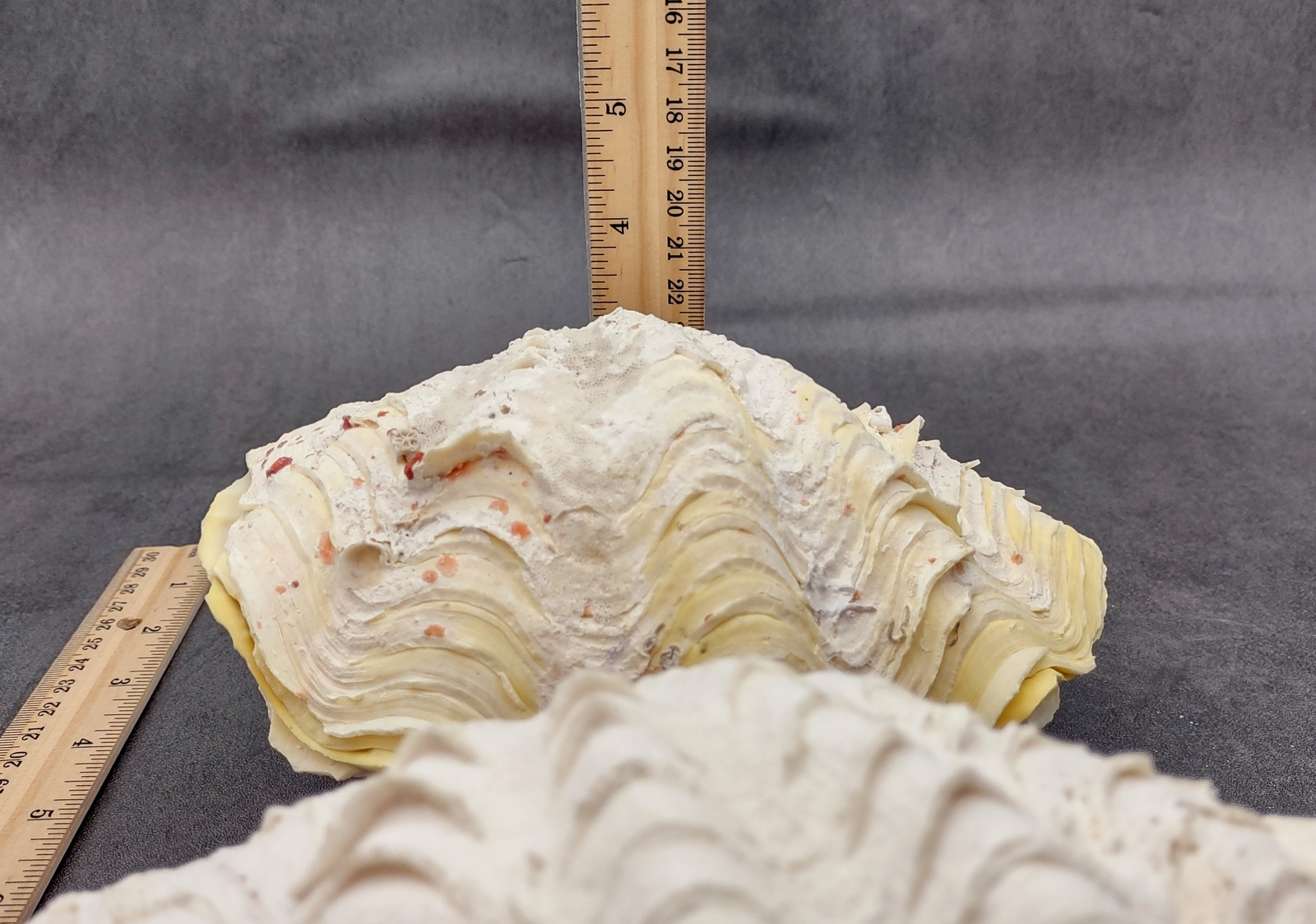 Large Derasa Clam Seashell White Tridacna Derasa (1 shell approx. 7+ inches)