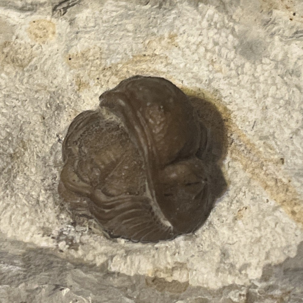 Authentic Trilobite Fossil