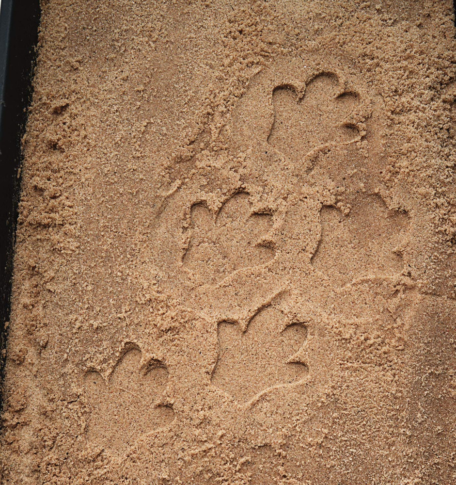 Let'S Investigate Safari Footprints