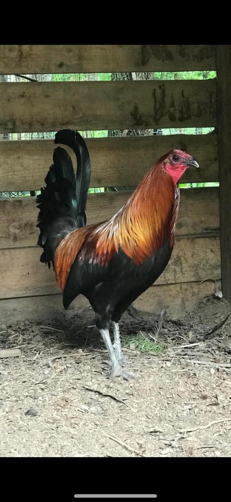 Madigan Texas Ranger Hatching Eggs 12 Eggs