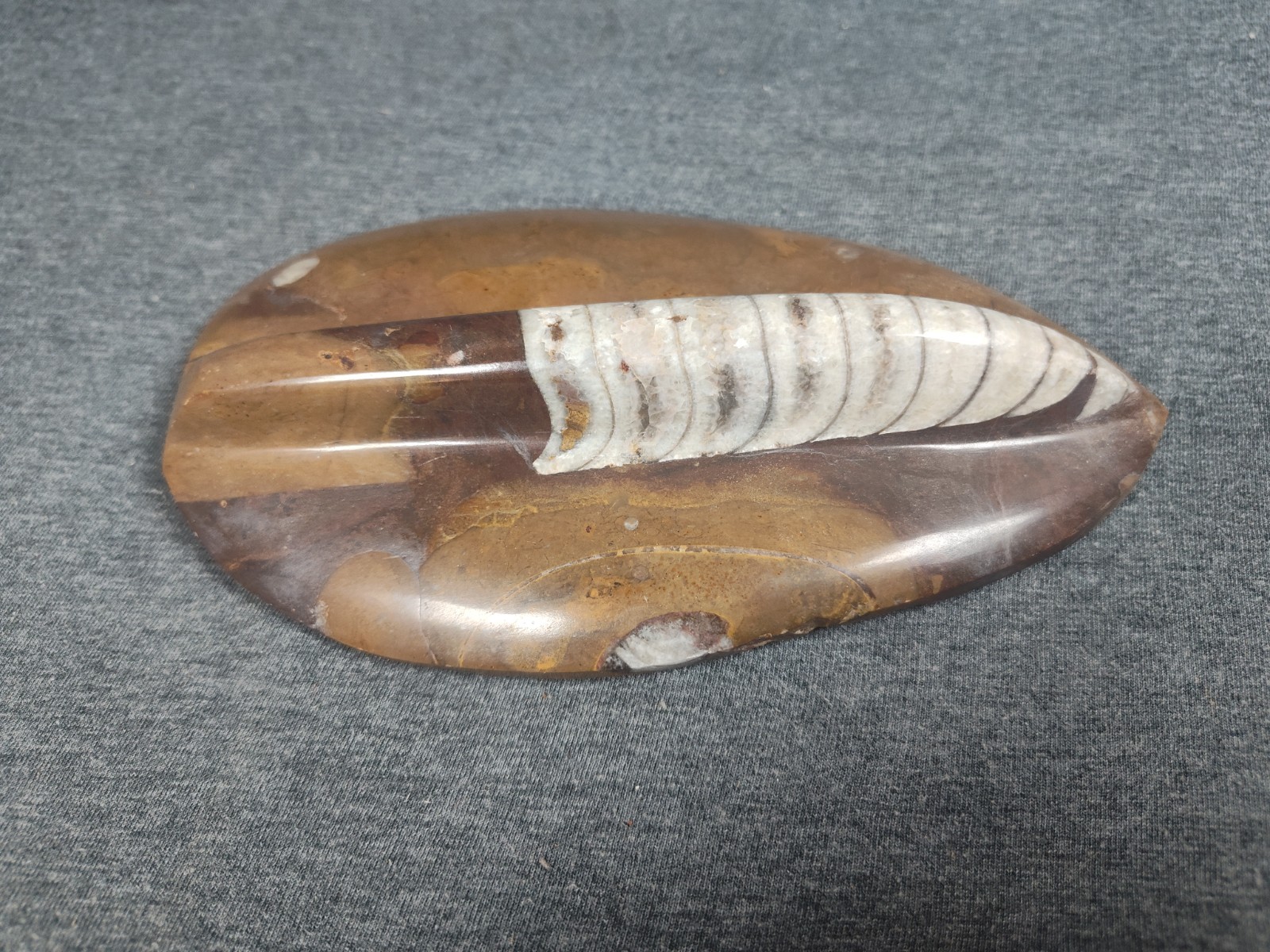 Large 7" Polished Orthoceras Fossil Specimen - Morocco 400MYO Prehistoric Decor