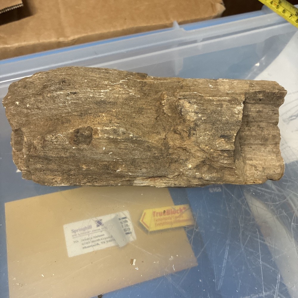 petrified wood rough