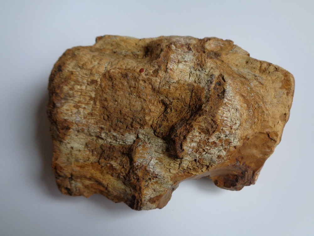 PETRIFIED WOOD - COLORADO LARGE NICE EXAMPLE!!