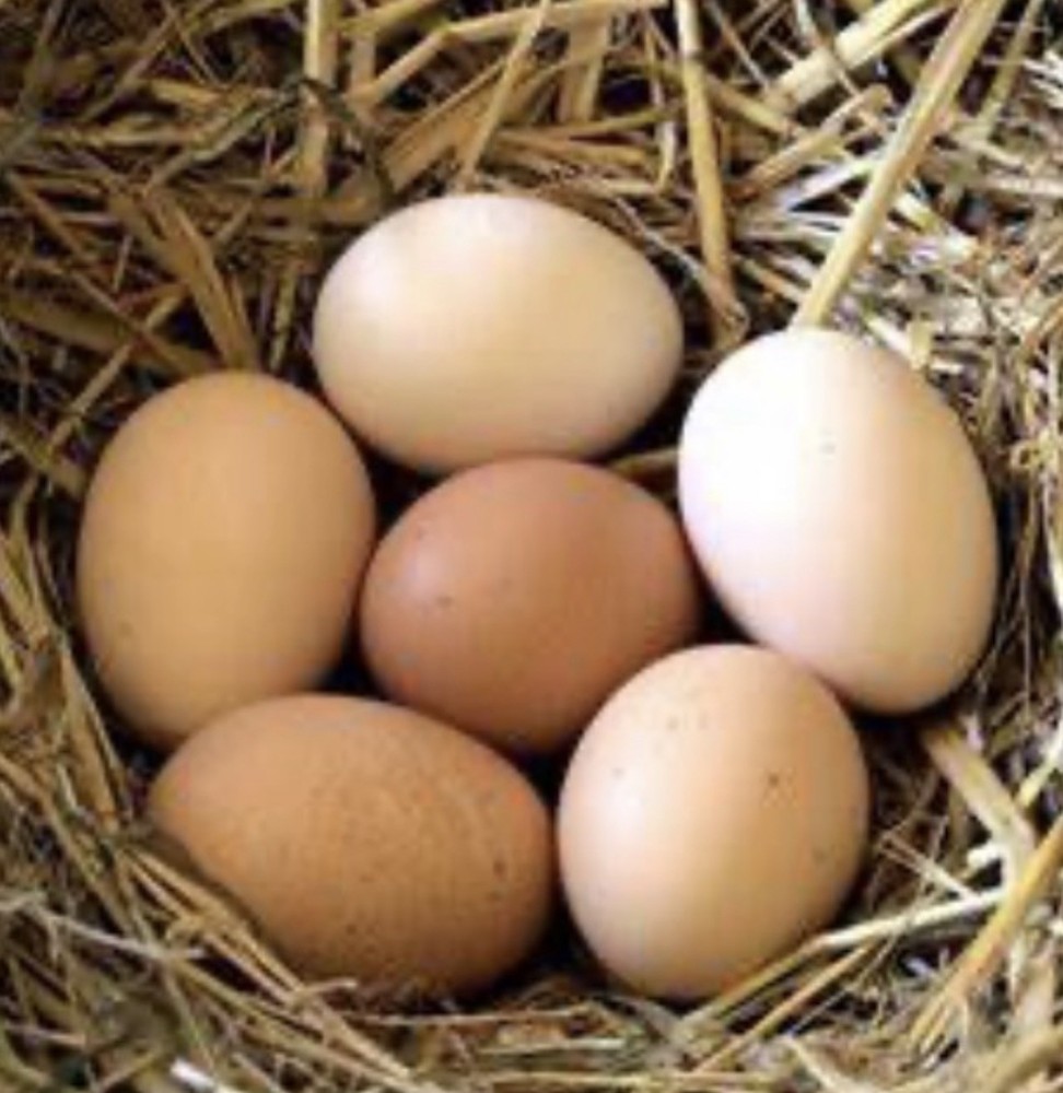 Dozen Cochin Bantam Eggs for Hatching