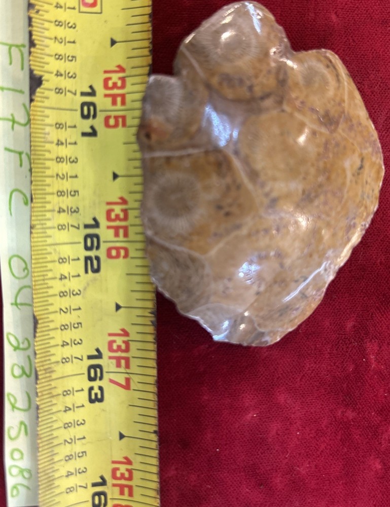 Petrified Coral End Polished